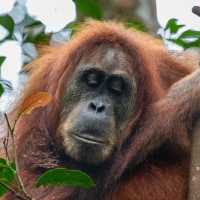 Jungle trekking to find these beautiful orangutans 