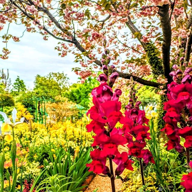 極上の花畑🌷はままつフラワーパーク