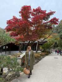 AUTUMN IN SEOUL 🇰🇷🍂🍁