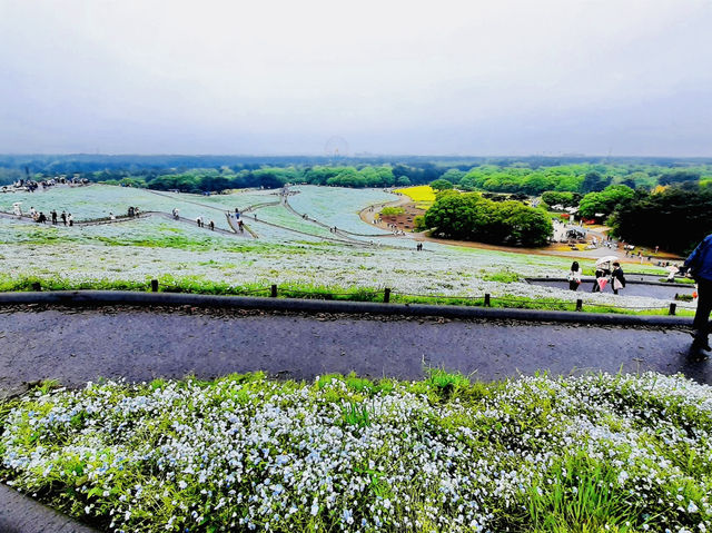 🇯🇵 東京近郊看藍色粉蝶花+油菜花完美組合