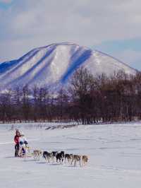 北海道で犬ぞり体験