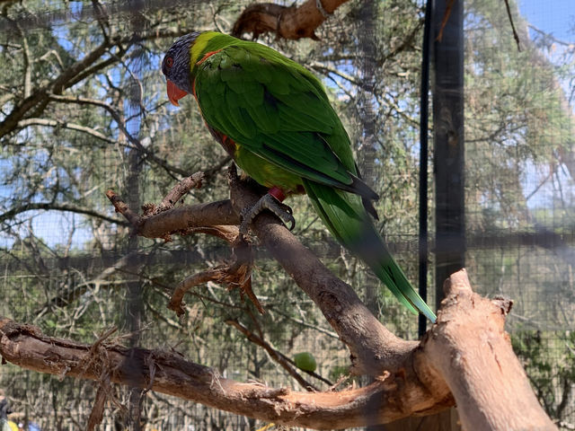 Moonlit Sanctuary: A Magical Wildlife Encounter