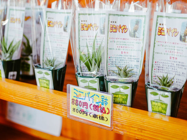 沖繩｜名護鳳梨園