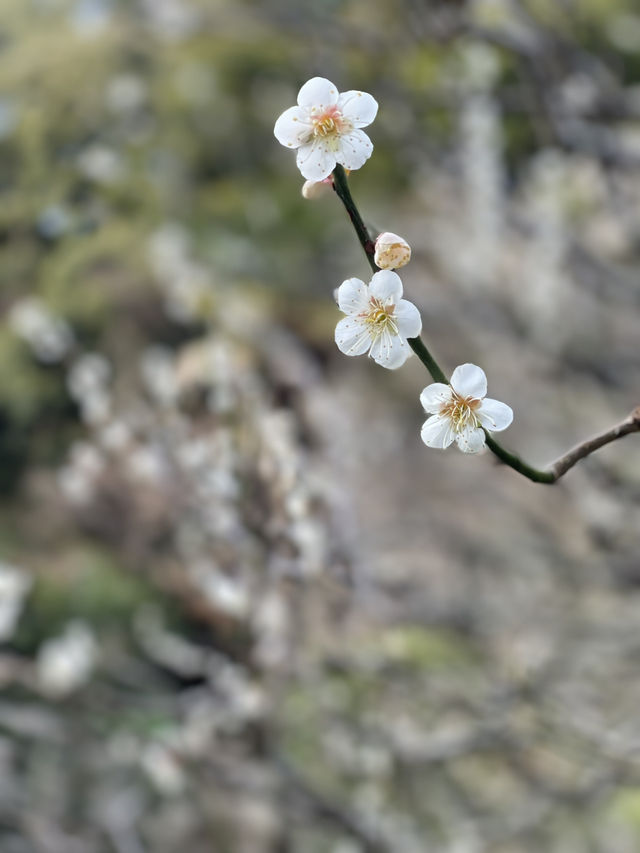 【鎌倉×初春日帰り旅】  「花の寺」として有名  梅の名所