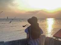 ชมนกนางนวล บางปู