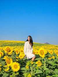 ทุ่งดอกทานตะวัน ไร่มณีศร เขาใหญ่ 🌻