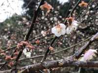 Doi Ang Khang, Chiang Mai — When Cherry Blossoms Bloom🌸