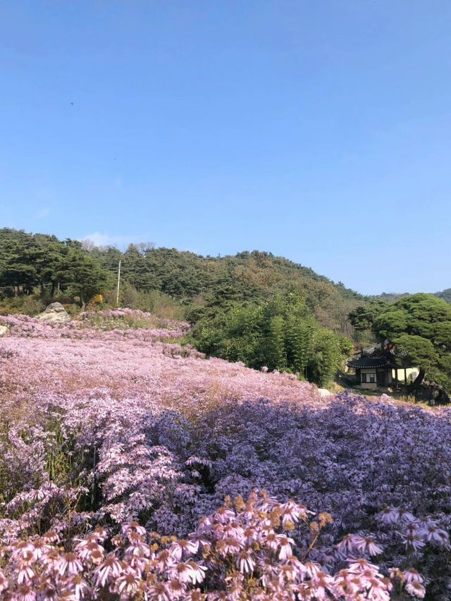개미취꽃