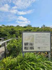宮古島最大のマングローブで、市指定の天然記念物