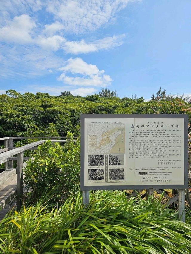 宮古島最大のマングローブで、市指定の天然記念物