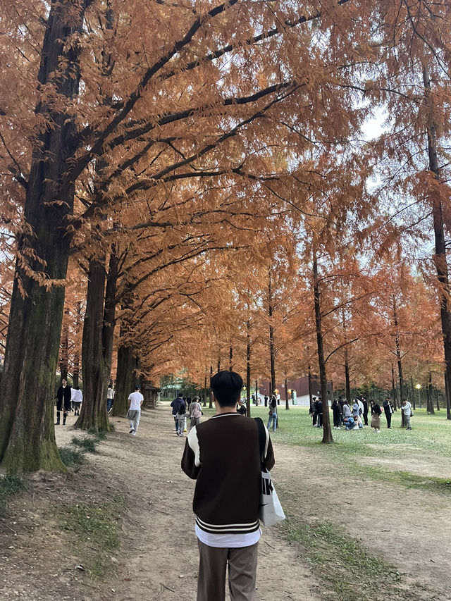 가을 단풍 명소, 담양 메타세쿼이아길