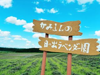 盛夏北海道：小木屋、富田農場、日之出公園與青池之旅