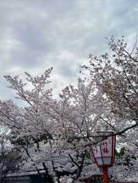 在京都八坂神社下的櫻花夢幻之旅 🌸