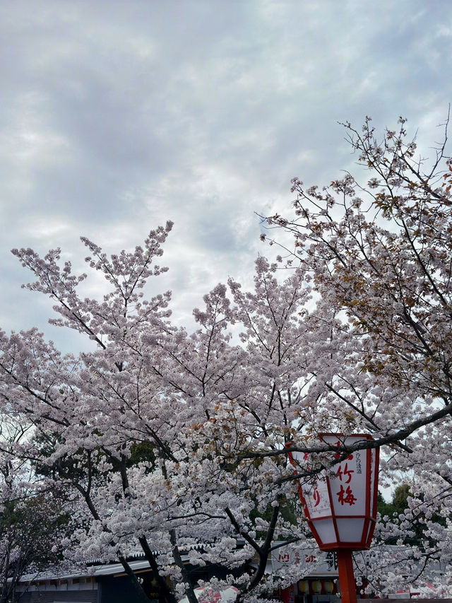 在京都八坂神社下的櫻花夢幻之旅 🌸