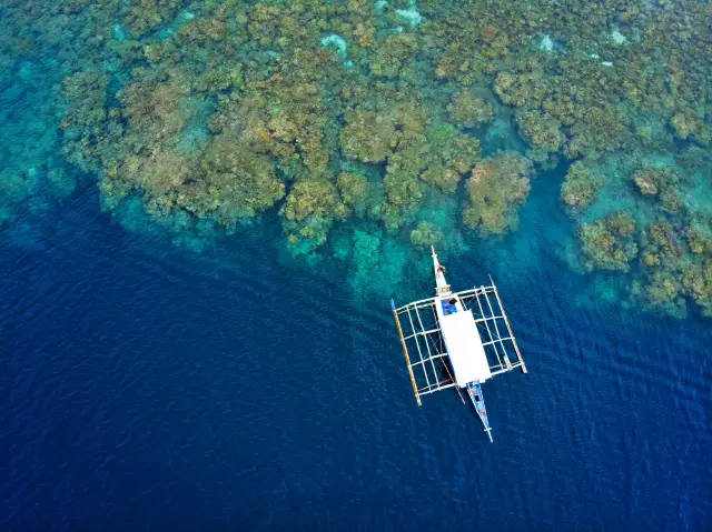 Philippines Moalboal diving, must-see sardine run, and swimming with whale sharks in Oslob.