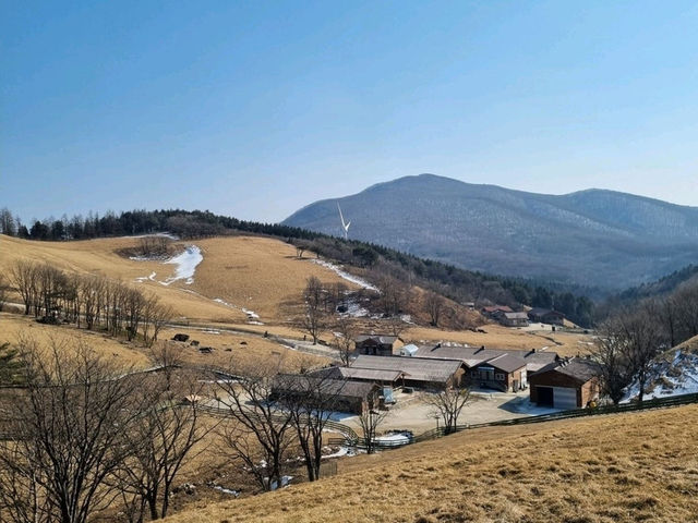 🇰🇷평창 겨울여행 추천⛰️ 대관령 양떼목장💛