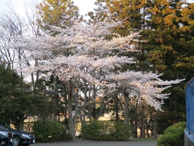 Tagajo Castle Ruins Park (多賀城跡公園)