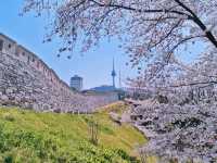 🌸 **首爾南山公園櫻花觀賞遊覽分享** 🌸