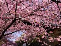 Catching the earliest Sakura !