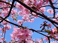 Catching the earliest Sakura !
