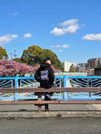 春日浪漫：東京木場公園的河津櫻與晴空塔的夢幻邂逅