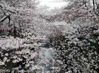 Chasing Sakura at Meguro River