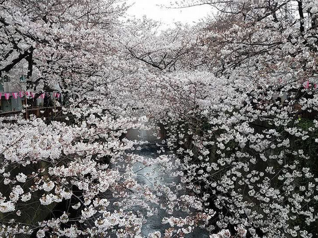 Chasing Sakura at Meguro River