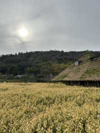 La Collina 近江八幡，草根屋建築童話甜點園區，滋賀必吃甜點