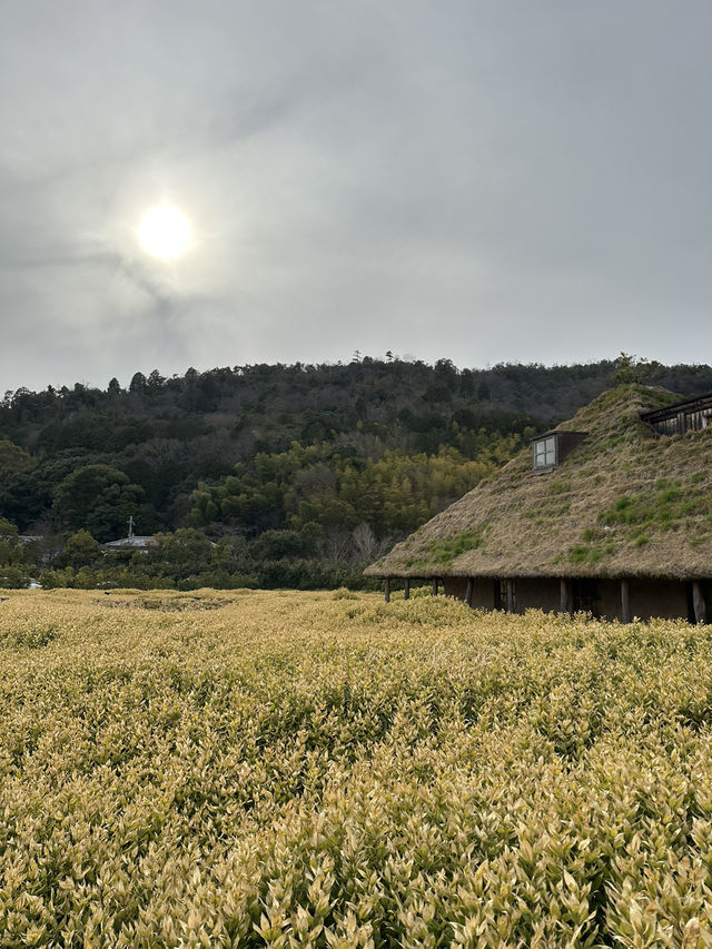 La Collina 近江八幡，草根屋建築童話甜點園區，滋賀必吃甜點
