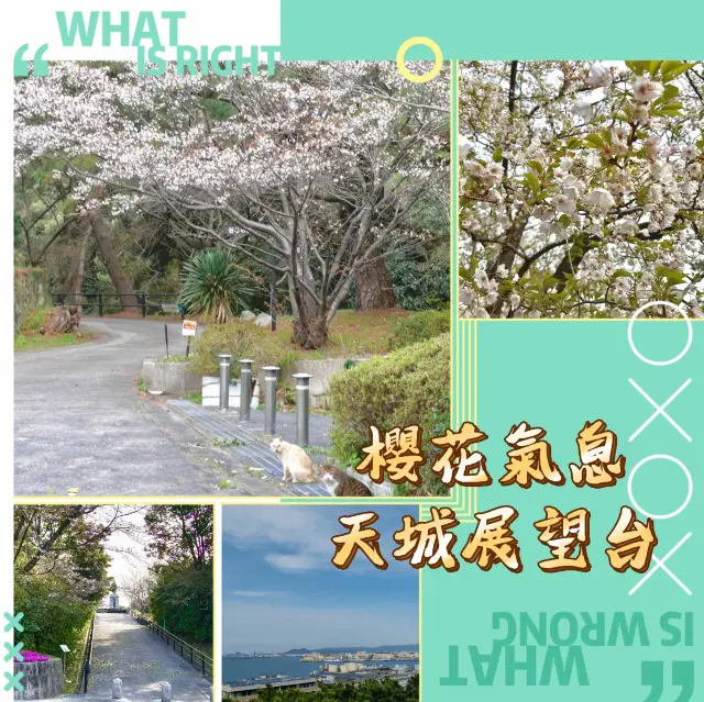 天城展望台•櫻花與海港美景