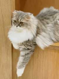 Cat Cafe MOFF イーアス沖縄豊崎店