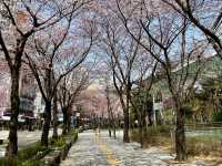 A DREAMY WALK AT YEOUIDO HANGANG PARK CHERRY BLOSSOM 