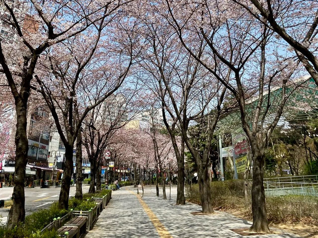 A DREAMY WALK AT YEOUIDO HANGANG PARK CHERRY BLOSSOM 