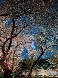 「春の東京を満喫🌸✨」都内の桜おすすめスポットまとめ