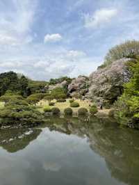 Spring Blossoms at Shinjuku Gyoen🌸