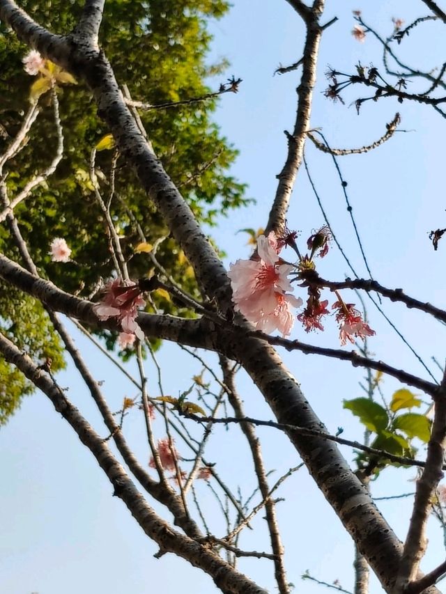 大埔 賞櫻