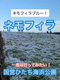 🦋ネモフィラブルー🦋‪