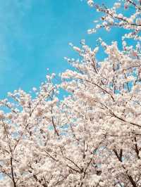 Daejeo's Floral: Spring's Wild Beauty