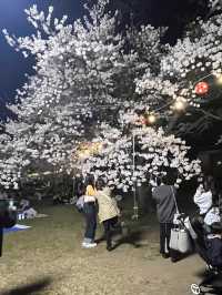 仙台西公園賞櫻美景