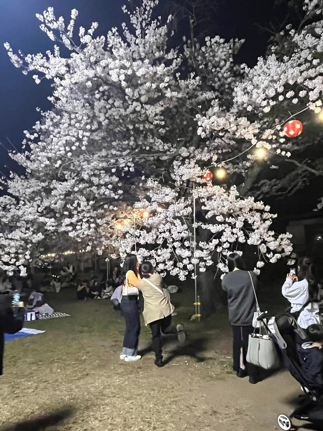 仙台西公園賞櫻美景