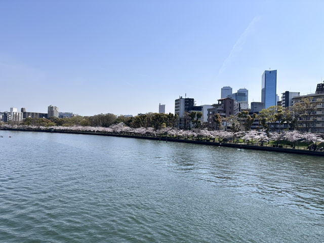 【大阪府】造幣局の桜の通り抜け2025