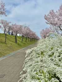 大阪 ❤︎ 長期間お花見ができる無料スポット🌸