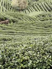 Tea Trails and Temple Tranquility: My Hangzhou Discovery