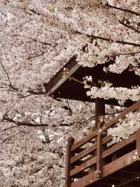 Seoul's Waterside Blooms: Anyangcheon's Picturesque Spring Walk