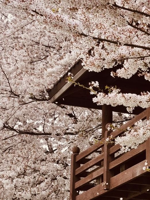 Seoul's Waterside Blooms: Anyangcheon's Picturesque Spring Walk