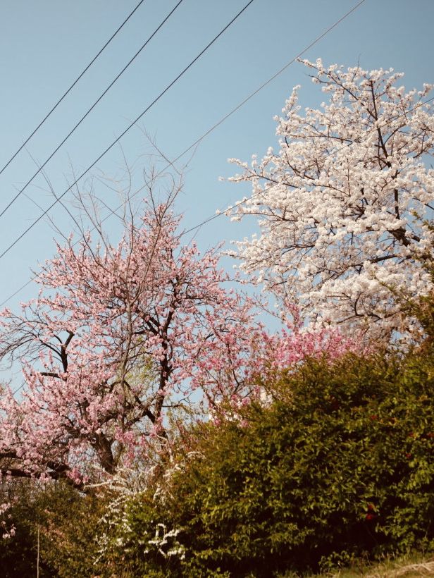 Spring's Green Pathways: A Refreshing Walk Through Silgaecheon
