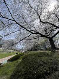 釜山春日絕景：溫泉川櫻花隧道與我相遇的一天
