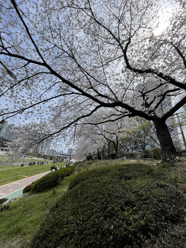 釜山春日絕景：溫泉川櫻花隧道與我相遇的一天