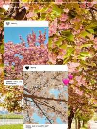 Misagyeongjeong Park's Spring Embrace: Lakeside Beauty and Blooming Life