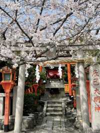 Spring at Shirakawa Canal🌸